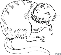 coypu Coloring Pages To Print